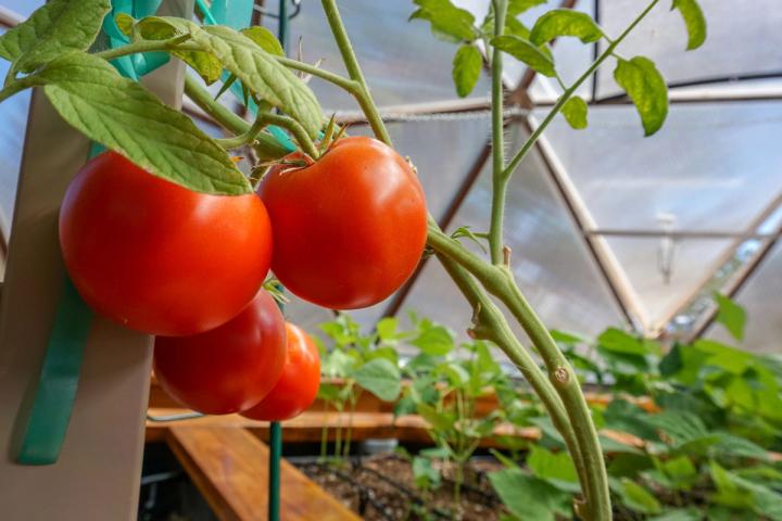 tomatoes growing inside of a greenhouse