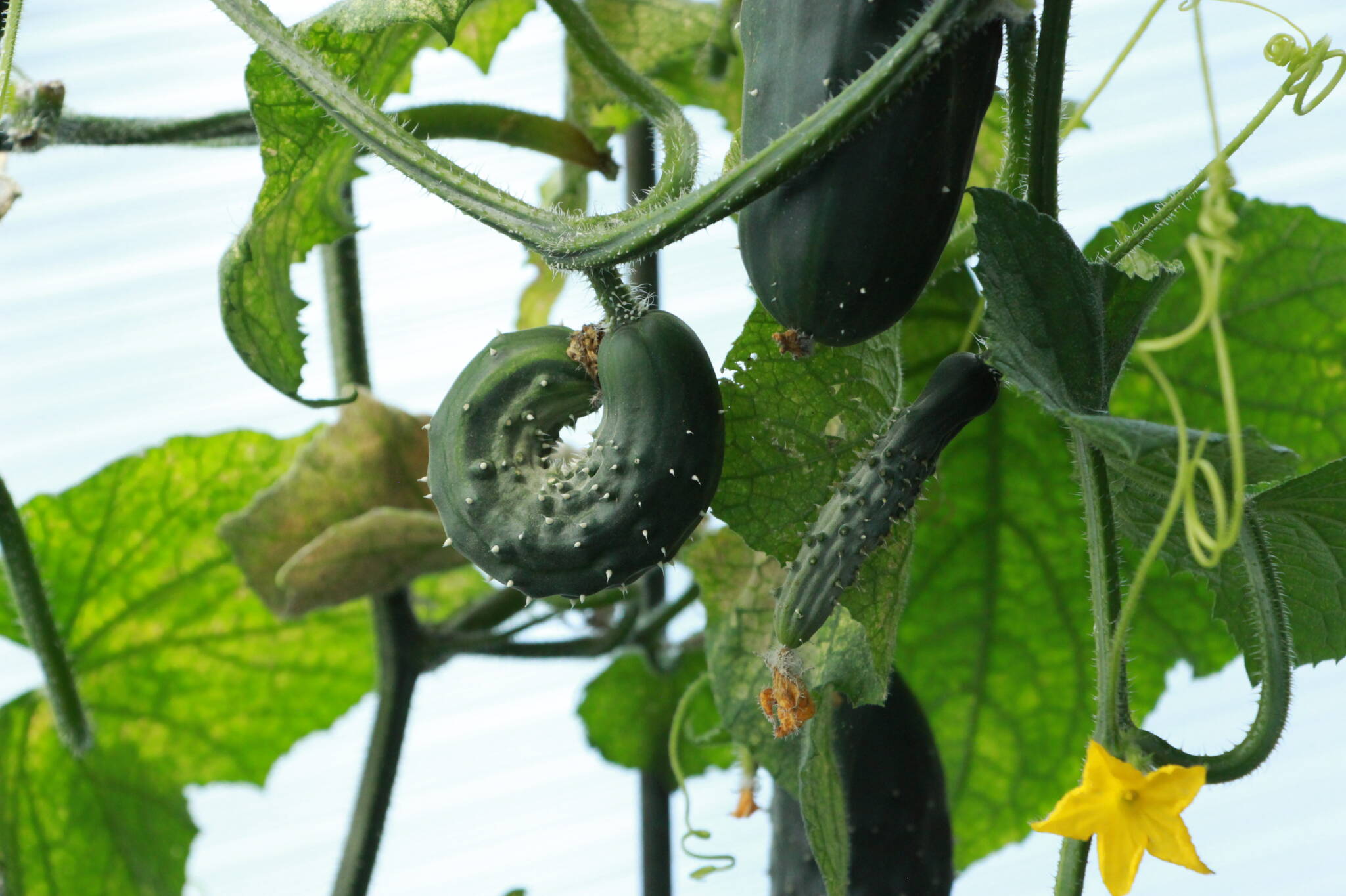 cucumbers in a dome