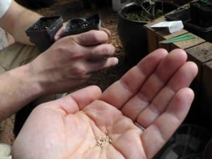 Seeds in hand Scouch-021813-04-web-300x225