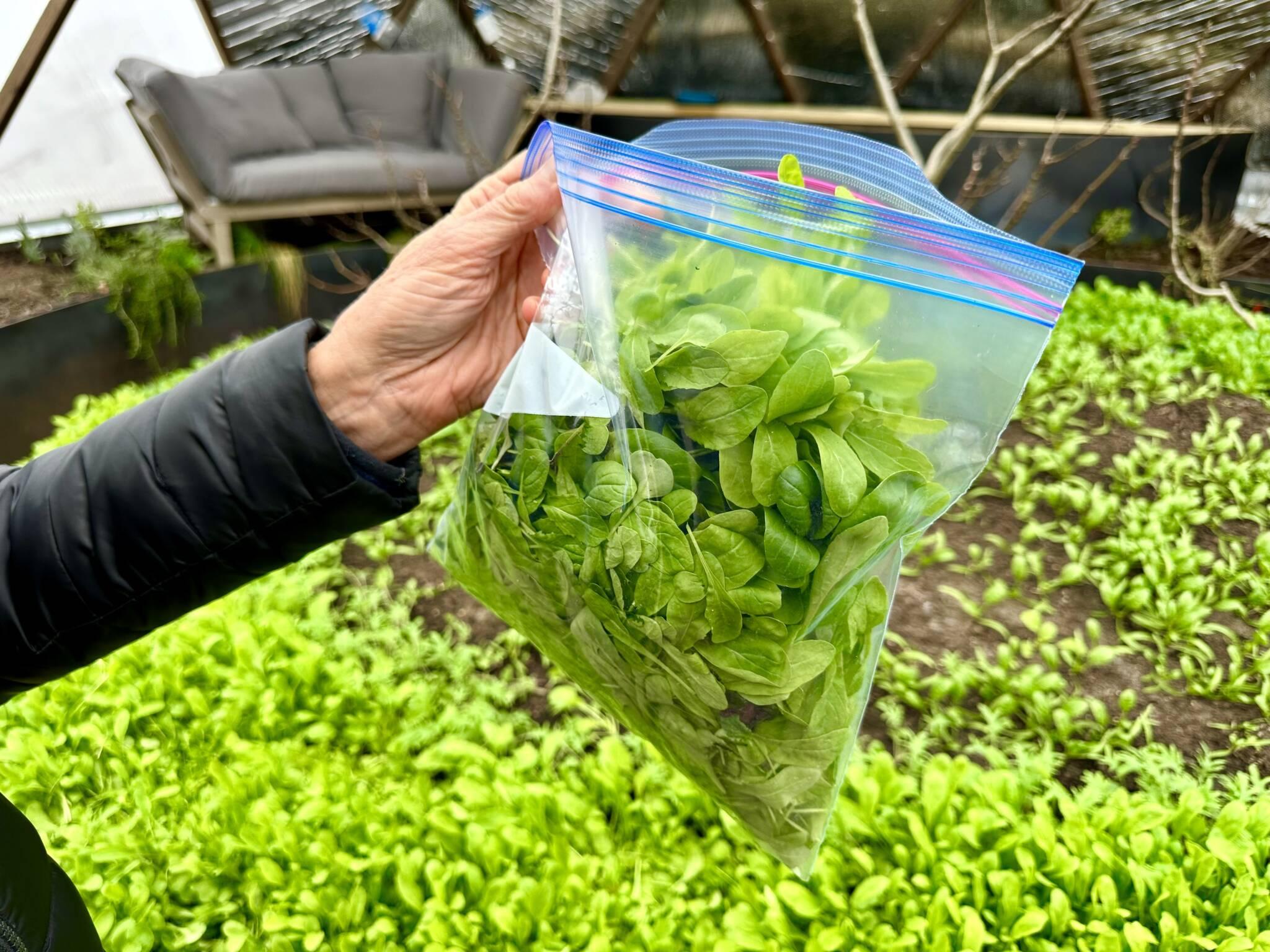 Vegetables harvested from a Massachusetts Growing Dome for neighbors