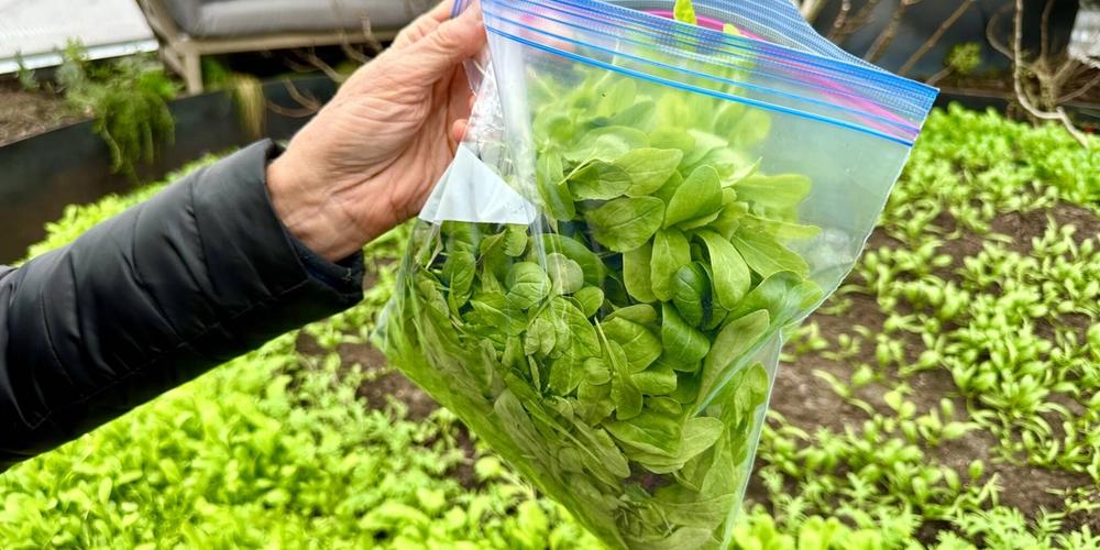 someone holding a bag of freshly picked greens with the raised bed in the greenhouse in the background