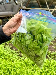 someone holding a bag of freshly picked greens with the raised bed in the greenhouse in the background
