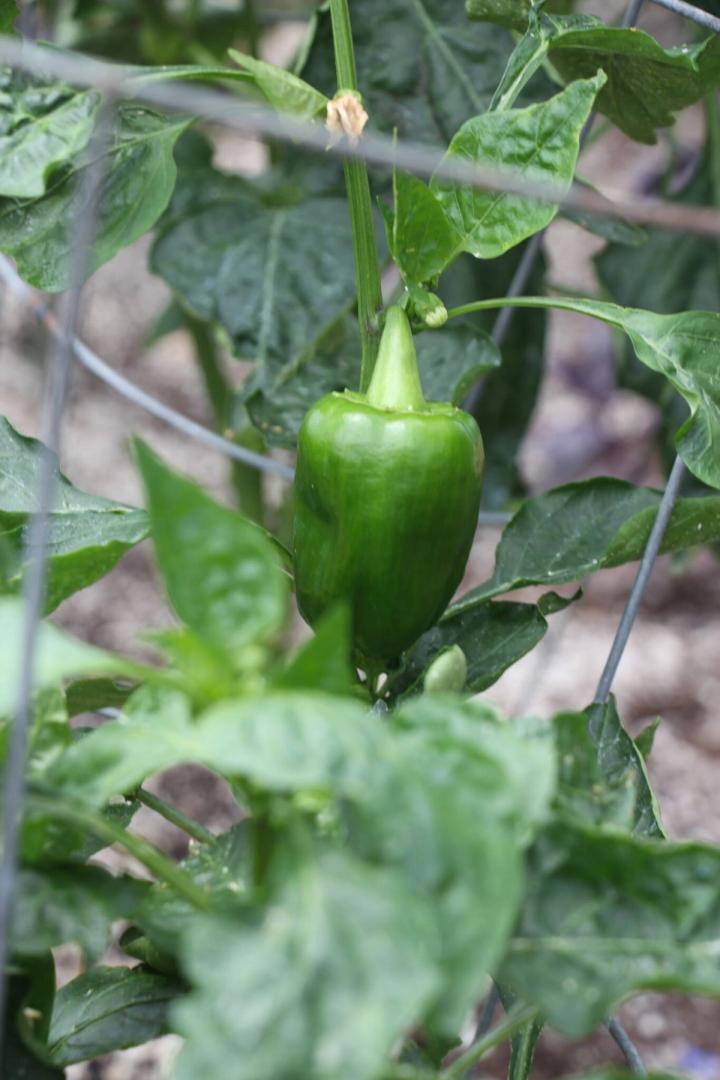 growing peppers in a tomato cage