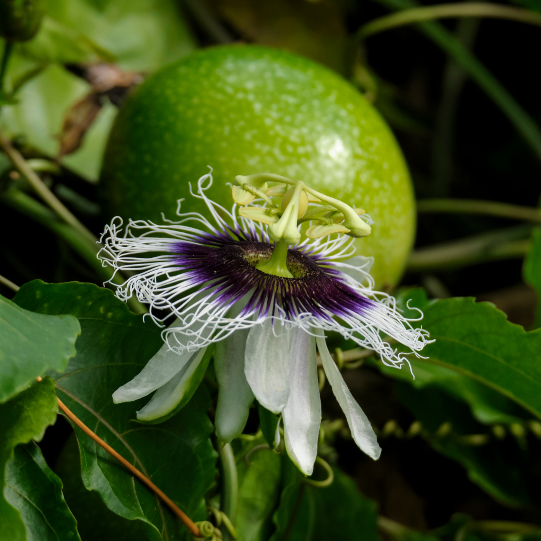 passion flower growing with a green unripe passionfruit in the background