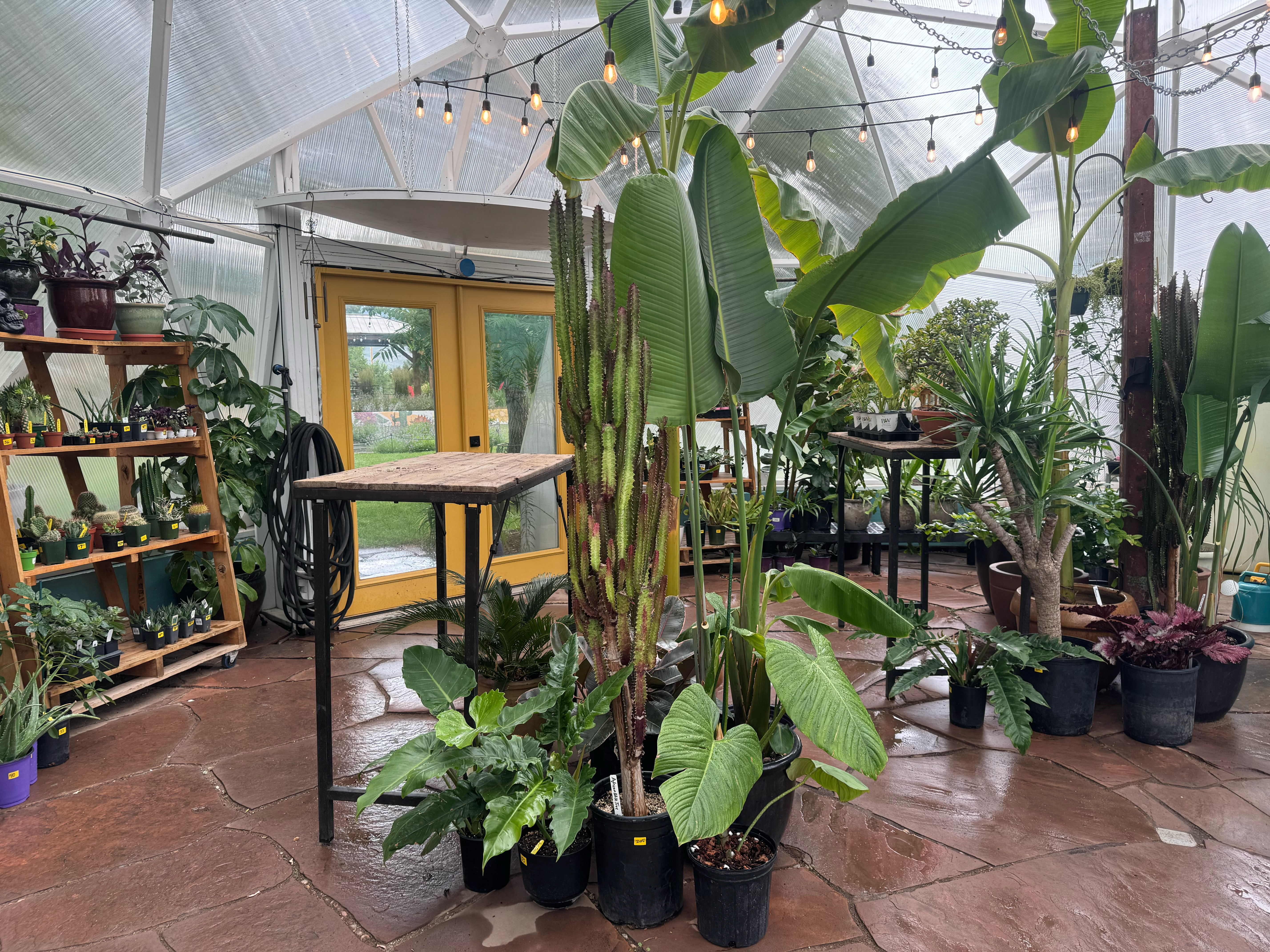 dome interior of Cactus Jack's