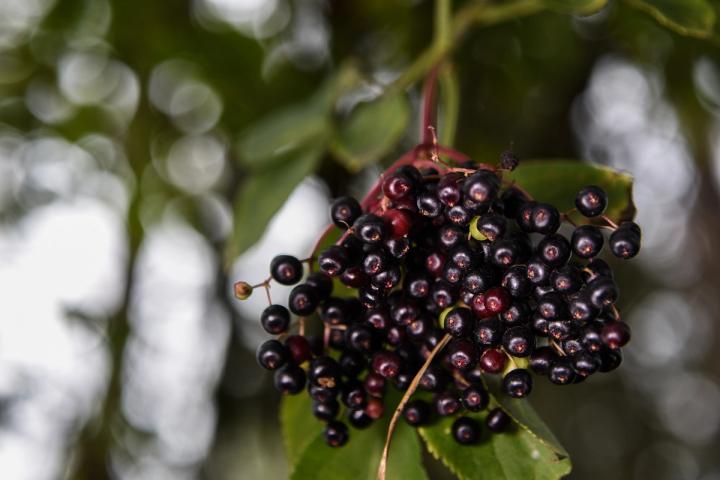 elderberries on bush