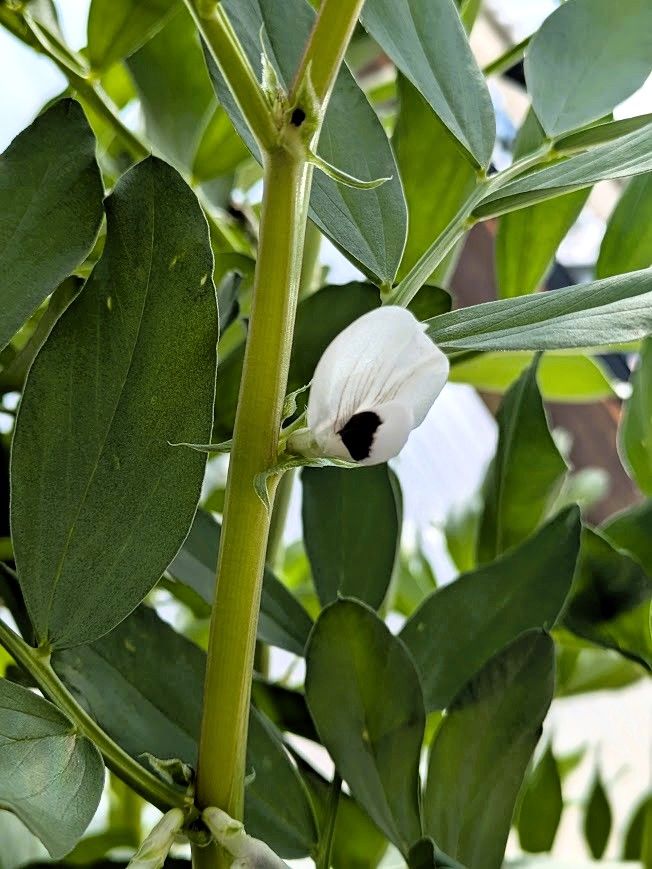fava bean blossom