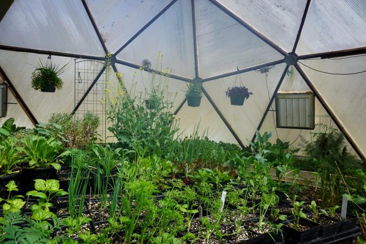 spring seedlings