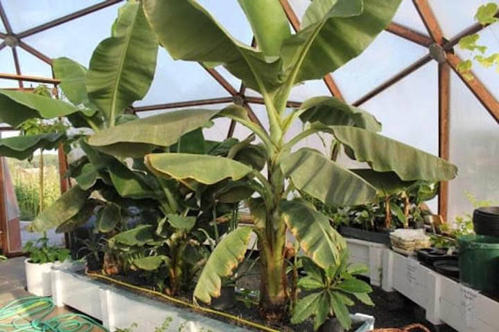 Three banana trees in a Growing Dome greenhouse in Sweden