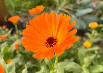 orange Calendula flower