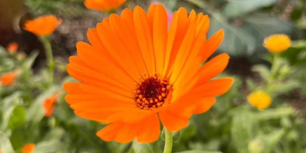 orange Calendula flower