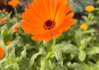 Calendula3