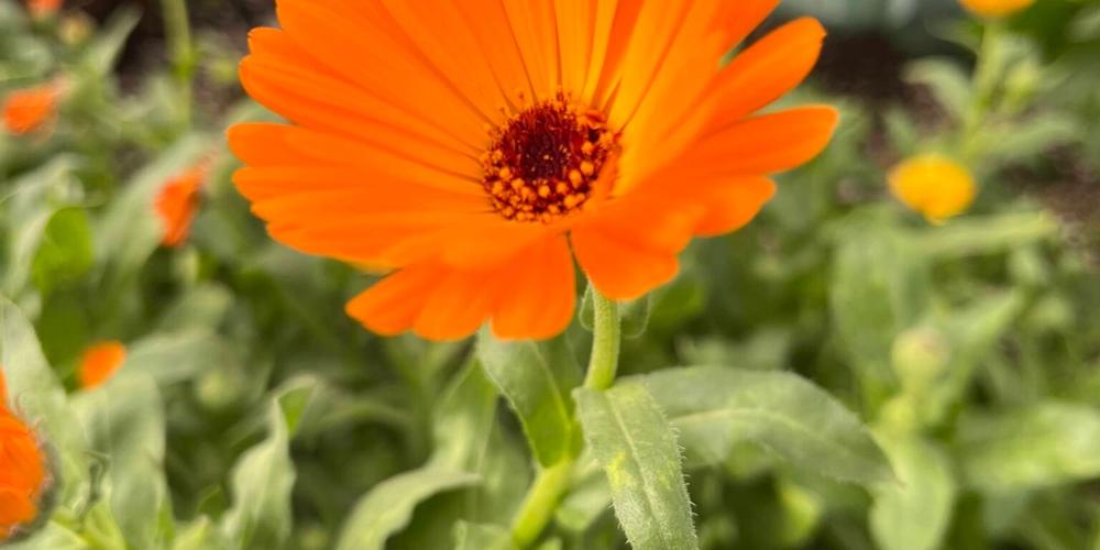 Calendula3