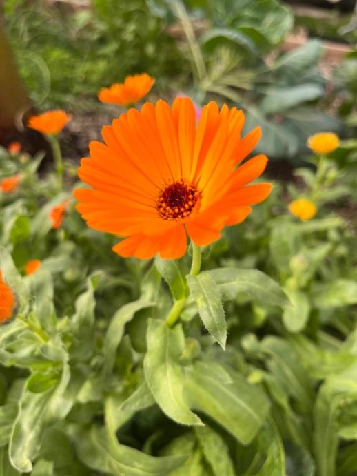 Orange calendula flower growing in a Growing Dome Greenhouse in Pagosa Springs Colorado