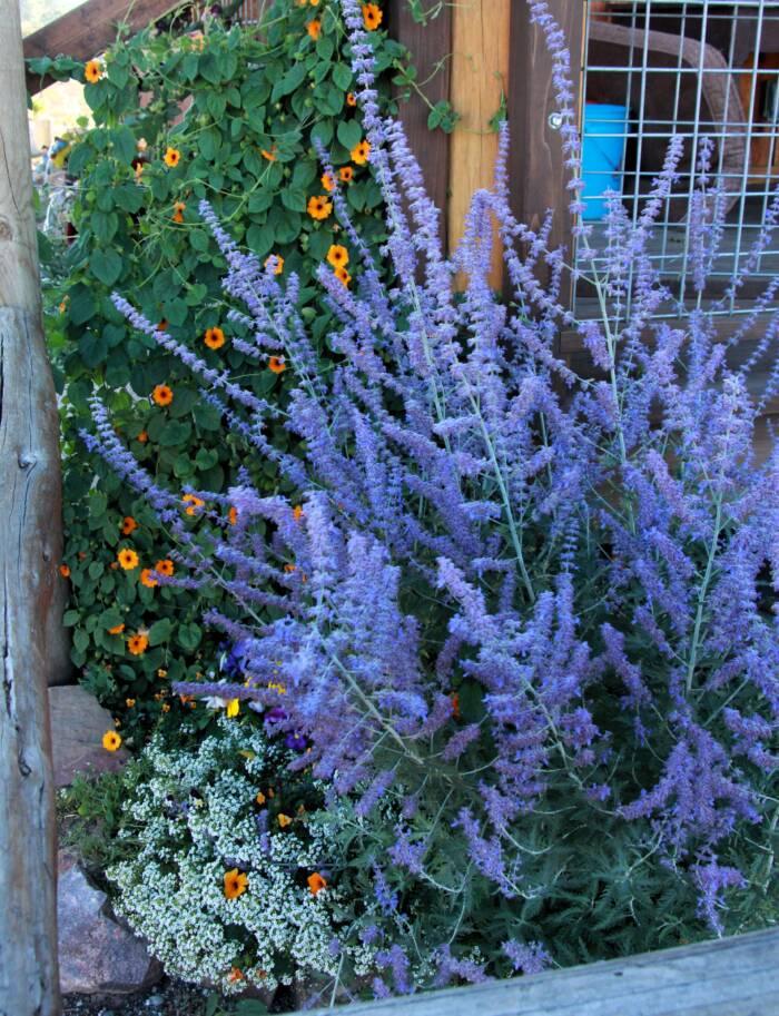 Russian Sage photo credit Tina Jones