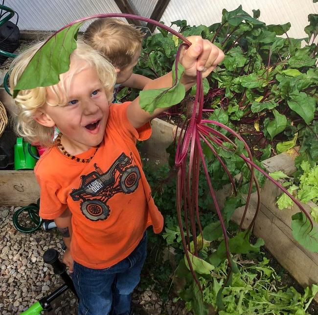 Young child holding a fresh picked beet