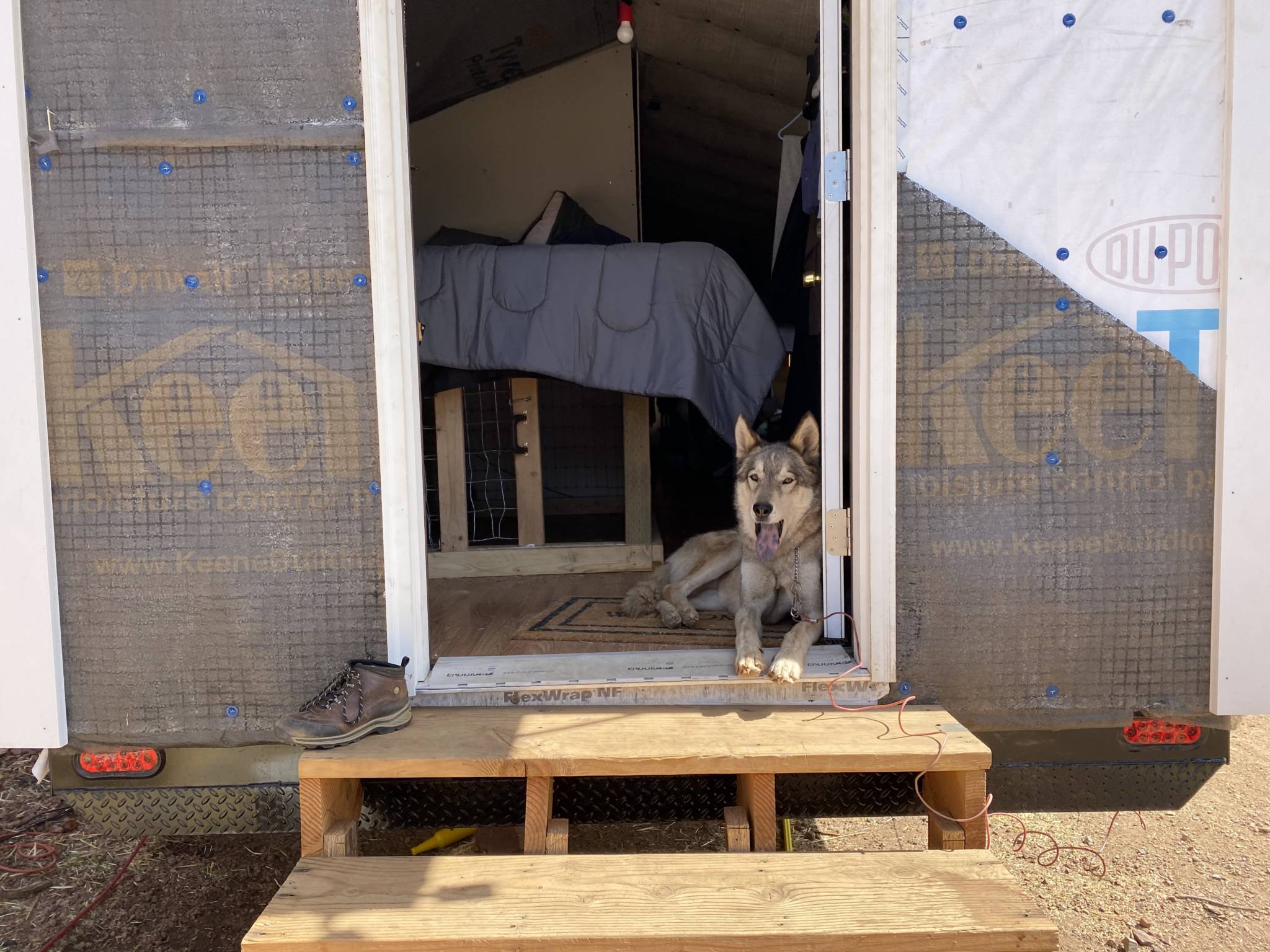 Wolf yawning inside a doorway