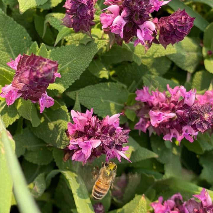 close up of a honey bee with pollen on its face buzzes a fuchsia colored salvia