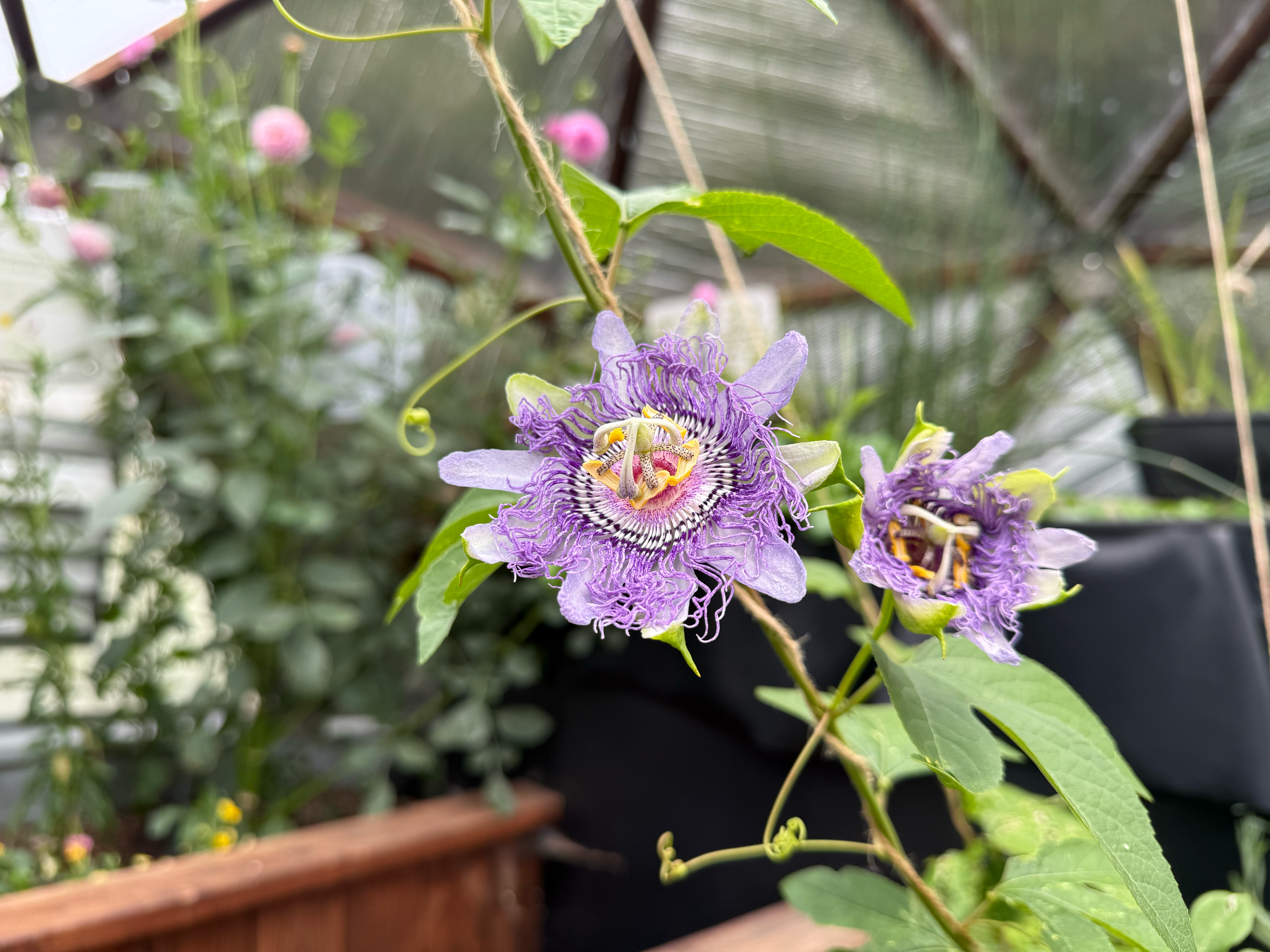 purple passion flowers growing up a string trellis in dome greenhouse