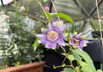 purple passion flowers growing up a string trellis in dome greenhouse