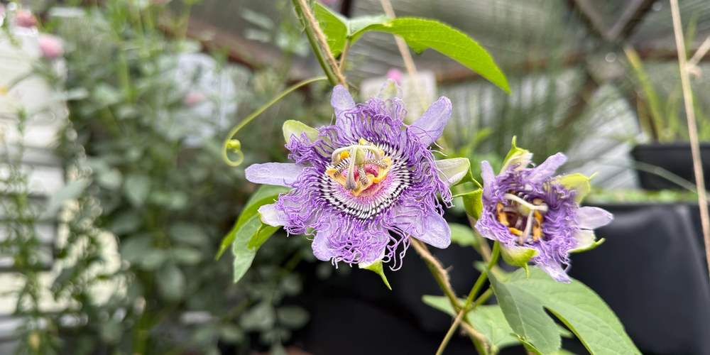 purple passion flowers growing up a string trellis in dome greenhouse