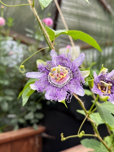 purple passion flowers growing up a string trellis in dome greenhouse