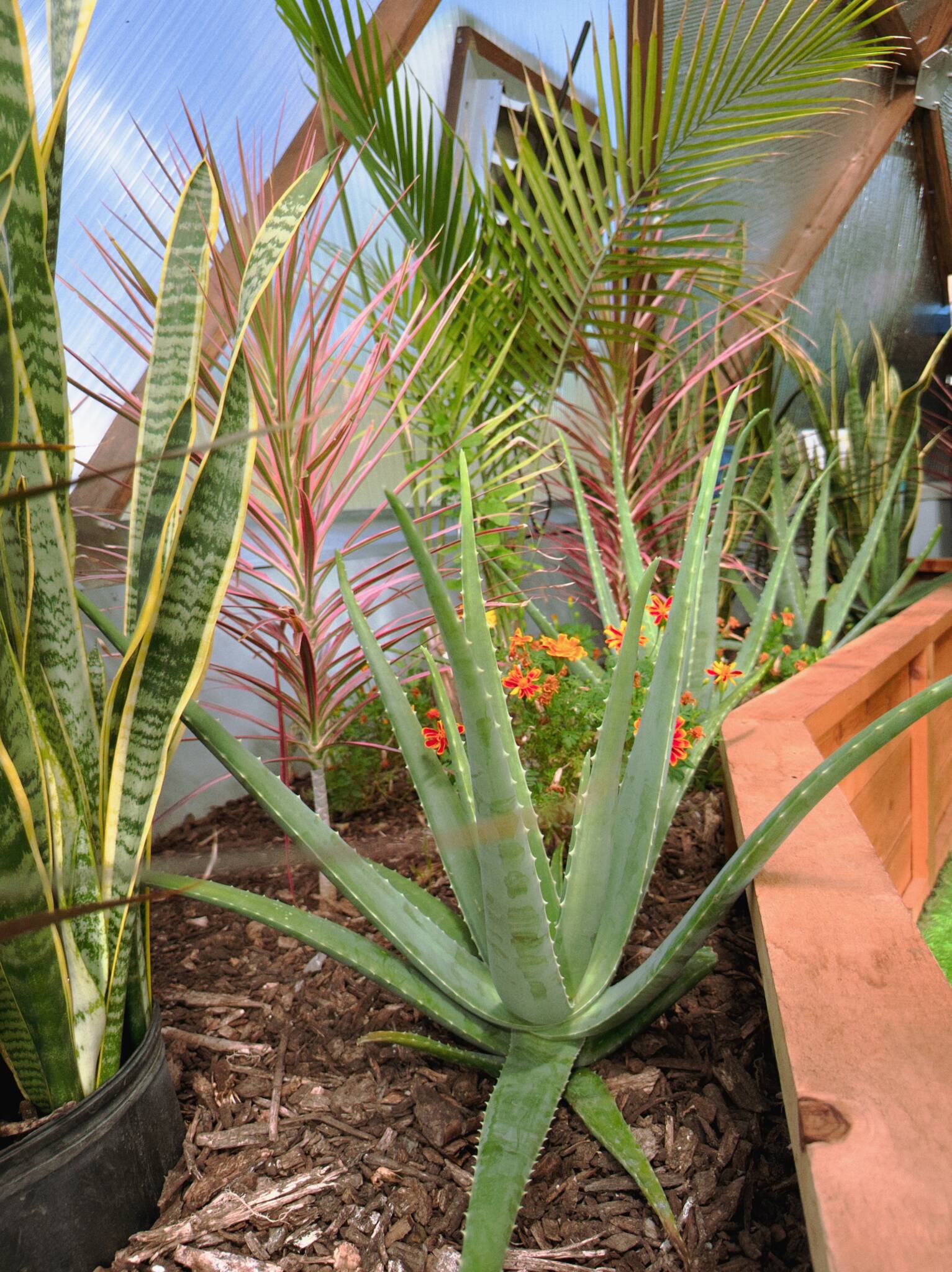 Aloe and tropical plants growing inside the Prolific Oxygen Growing Dome in Cleveland, Ohio