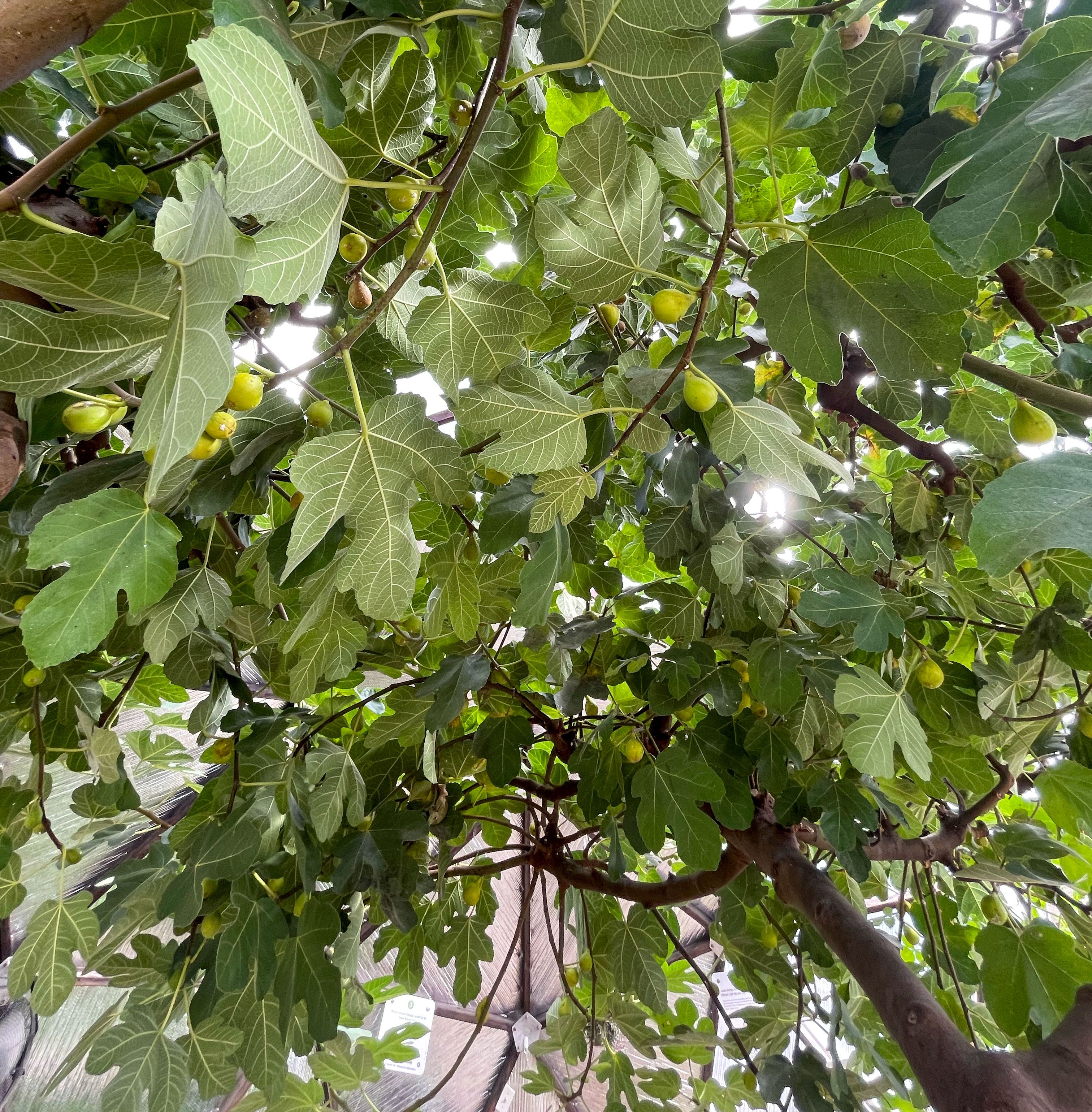 figs ripening on a tree viewed from underneath in a growing dome
