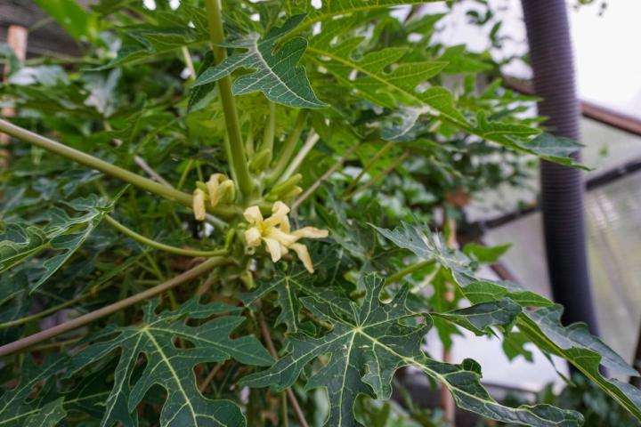 papaya plant in bloom
