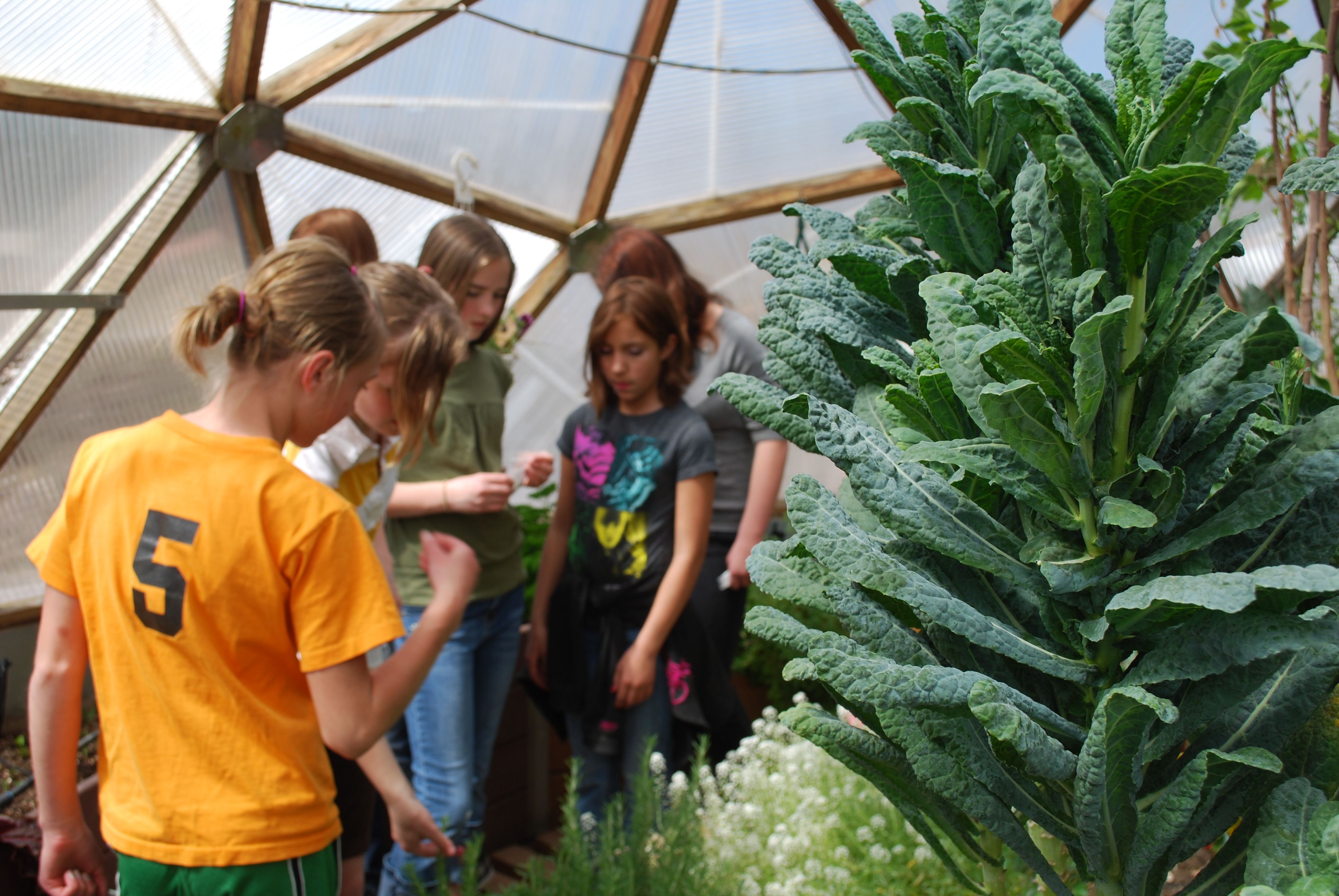 Kids interacting with a plant with a large kale plant in the foreground