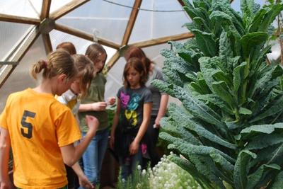 Kids interacting with a plant with a large kale plant in the foreground
