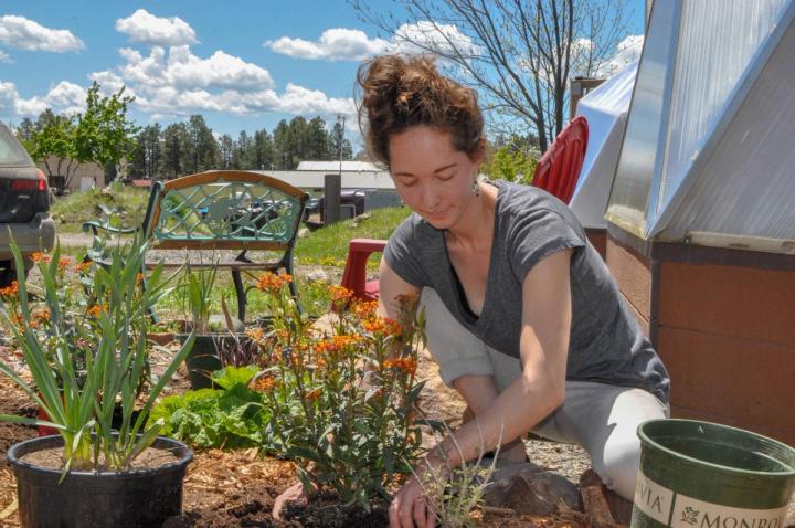 planting pollinator friendly plants outside a greenhouse will attract bees