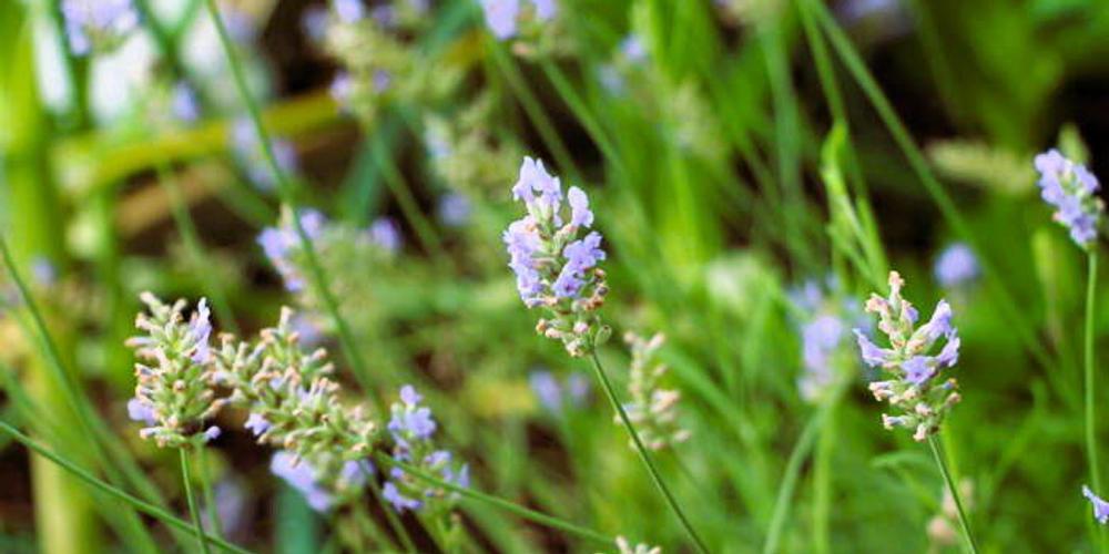 The Art of Growing Lavender image