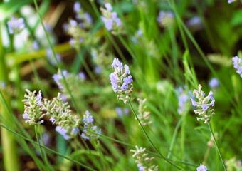 The Art of Growing Lavender image