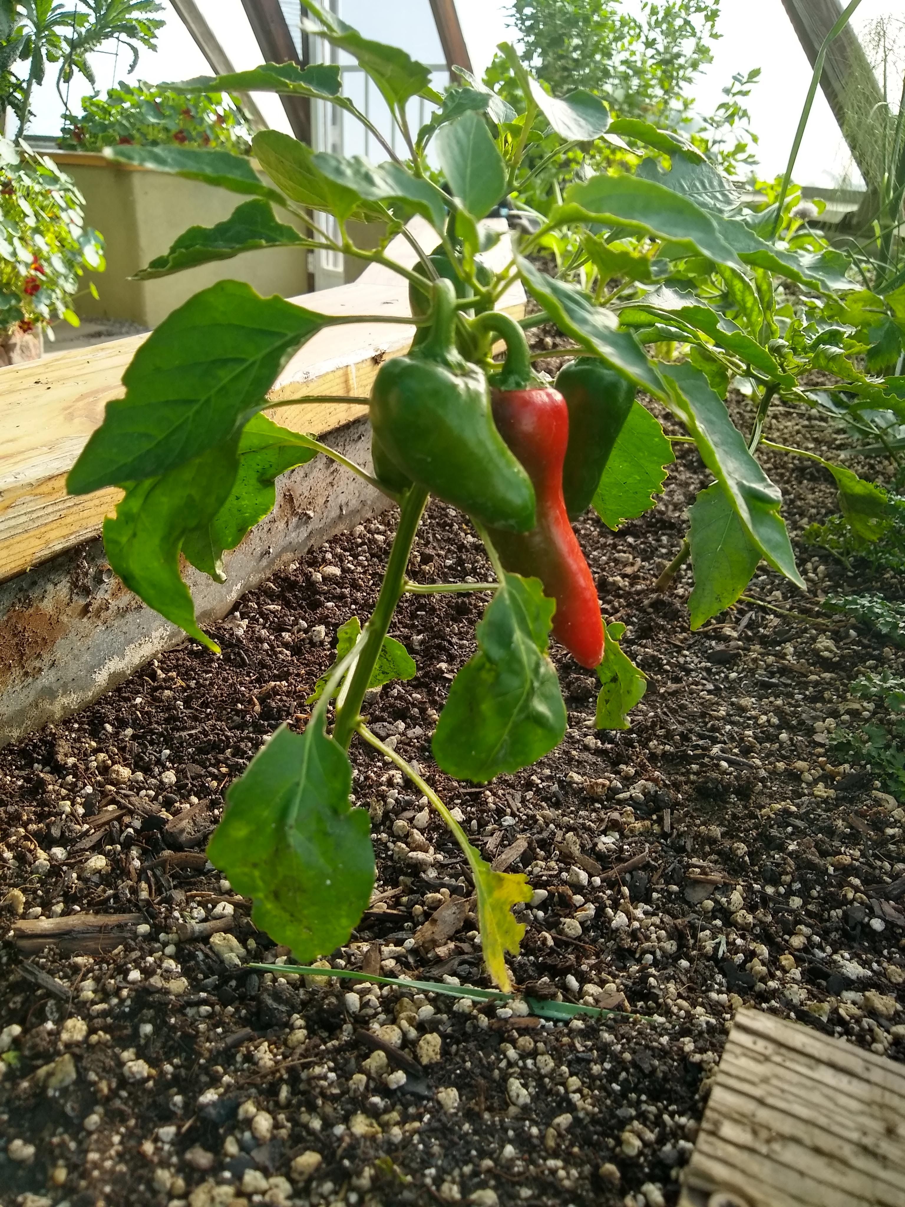 red and green jalapenos growing on the plant