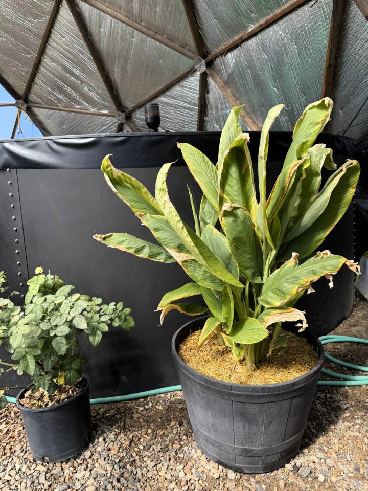 turmeric plant growing in a pot next to the above-ground pond in a Growing Dome greenhouse