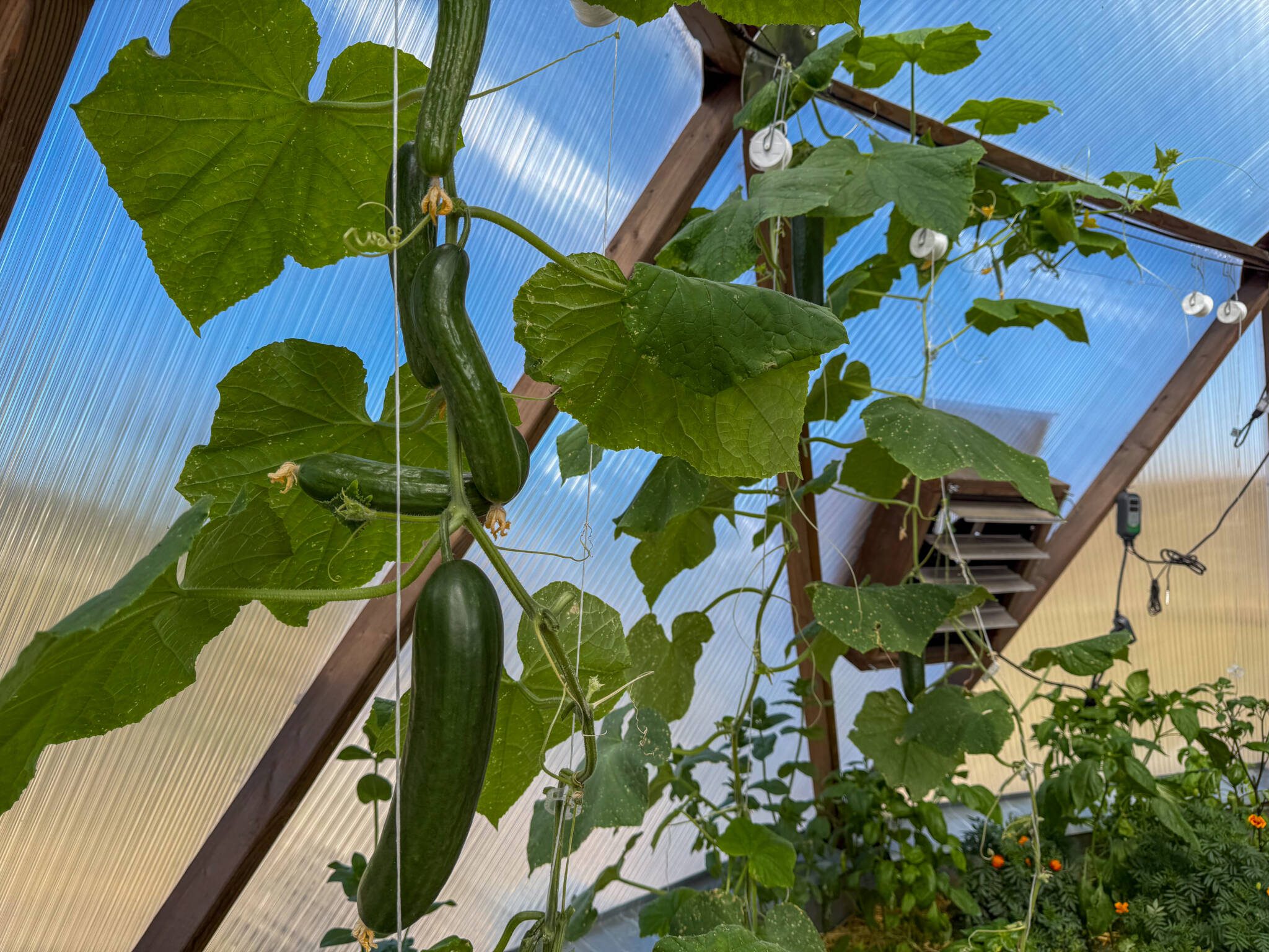 cucumber vine growing vertically inside a dome greenhouse