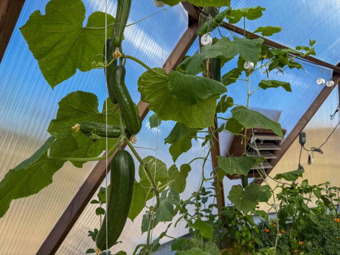 5 cucumbers growing on a vine in a geodesic greenhouse