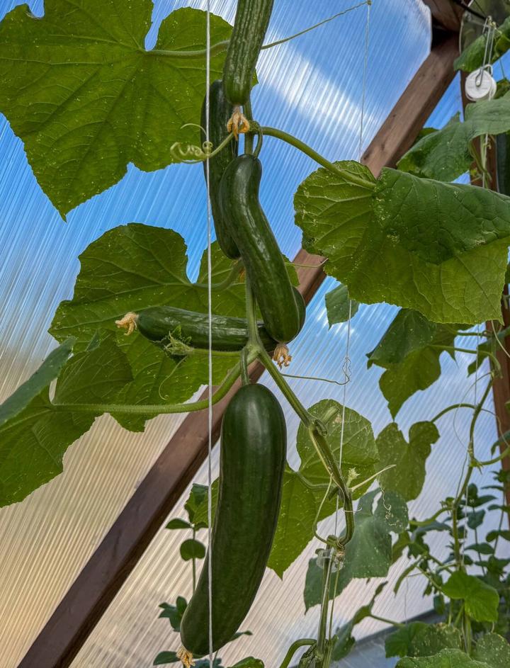 cucumber vine growing vertically inside a dome greenhouse