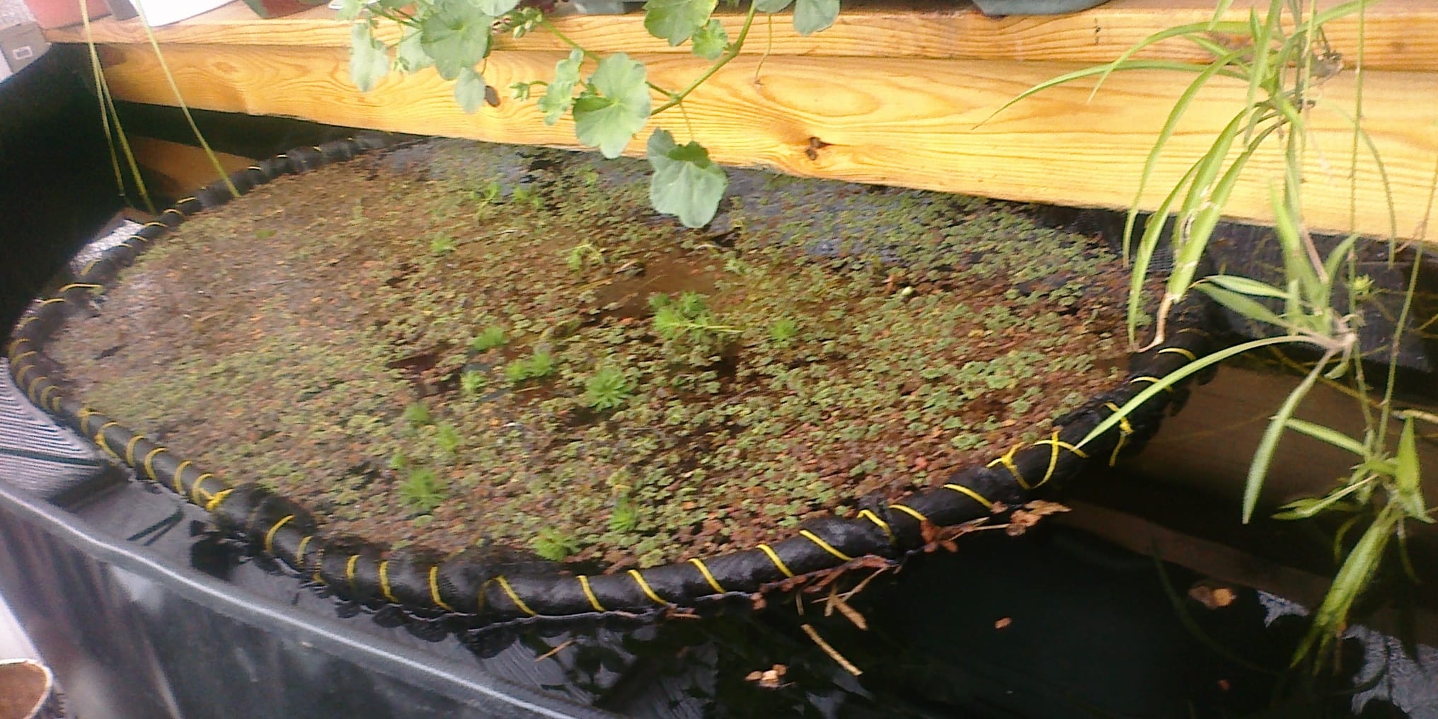 Aquatic Plant Protector_blog