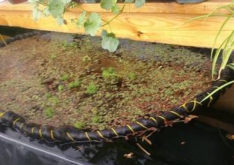 Aquatic Plant Protector_blog