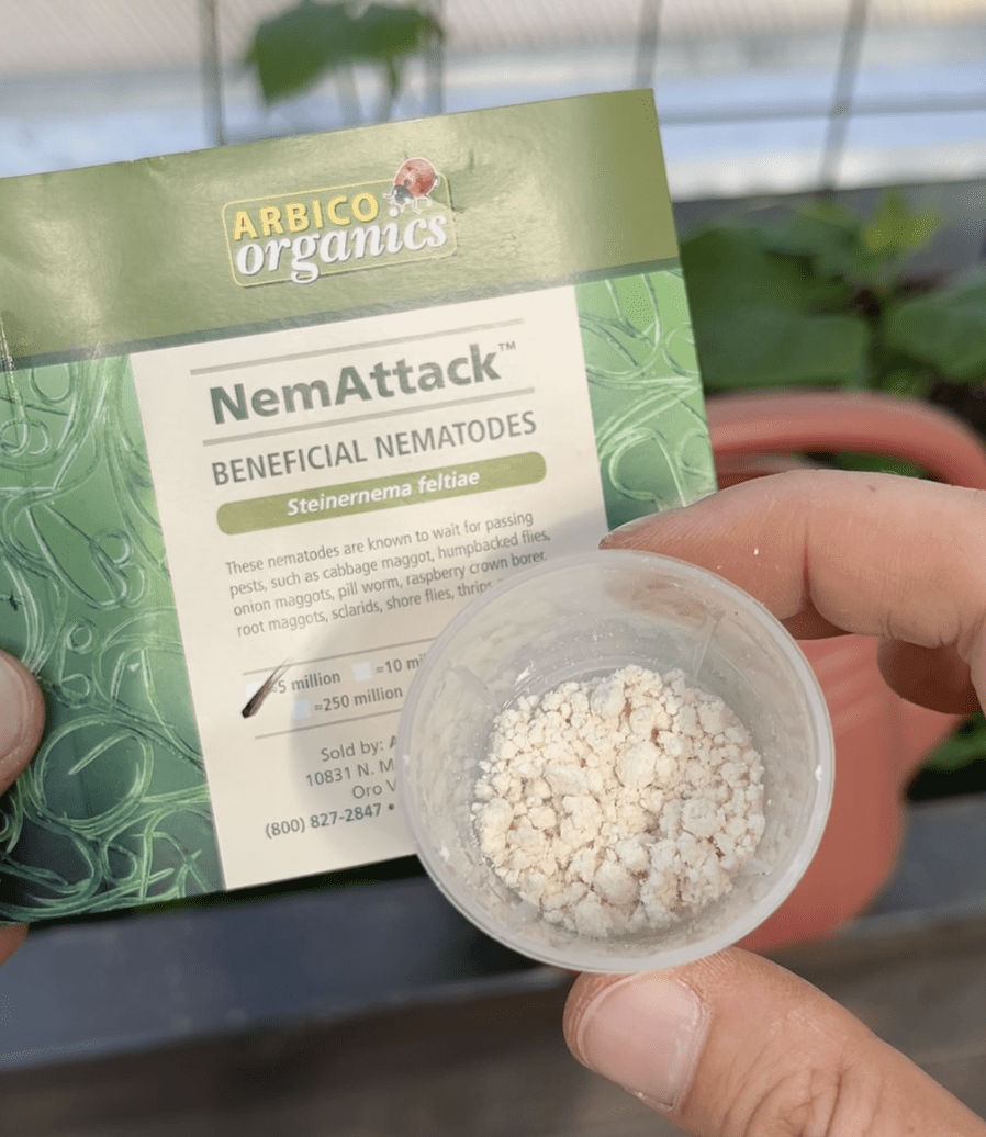 White powdery substance in a plastic cup and a green package of beneficial nematodes in the background