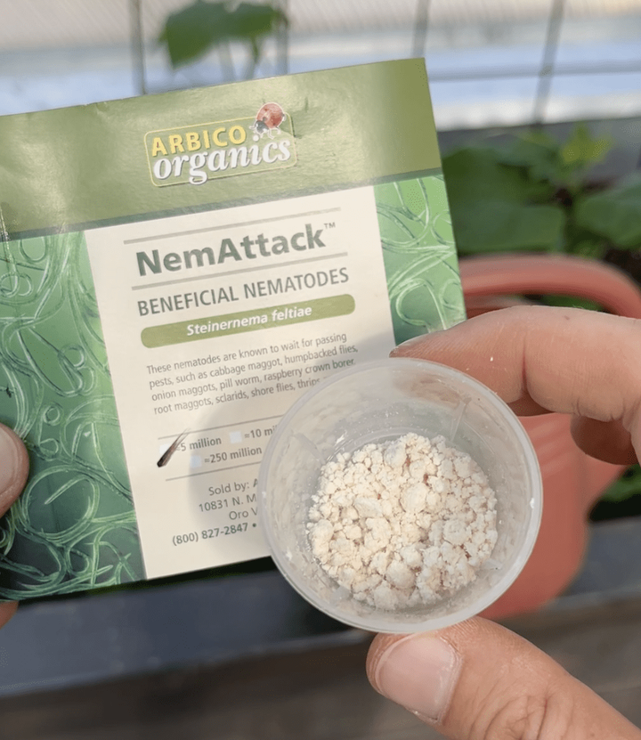 White powdery substance in a plastic cup and a green package of beneficial nematodes in the background