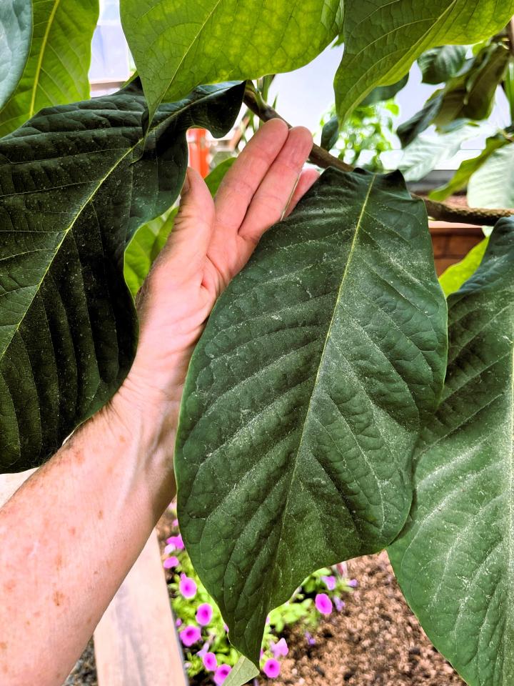 person placing their hand next to large pawpaw leaves for scale