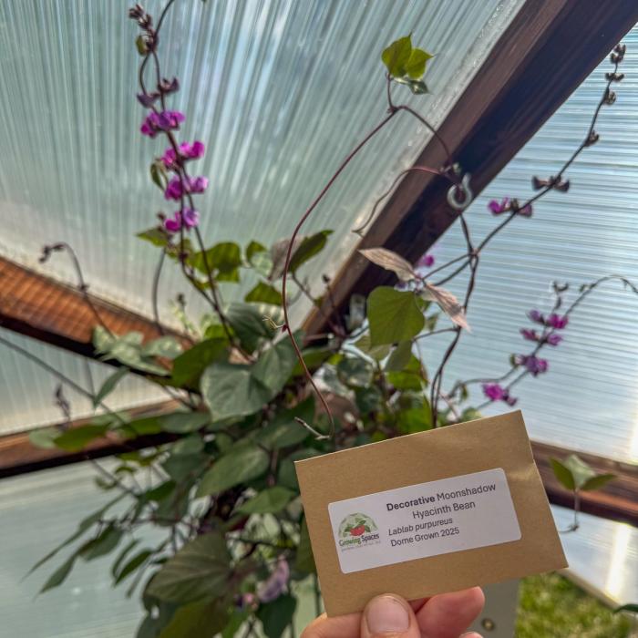 Small brown envelope with white label containing seeds in front of plant with bright purple flowers that seeds were saved from