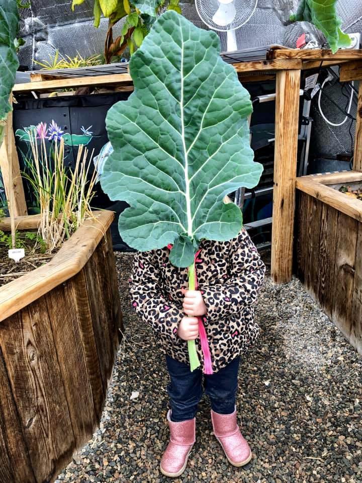 little girl hiding behind giant chard leaf