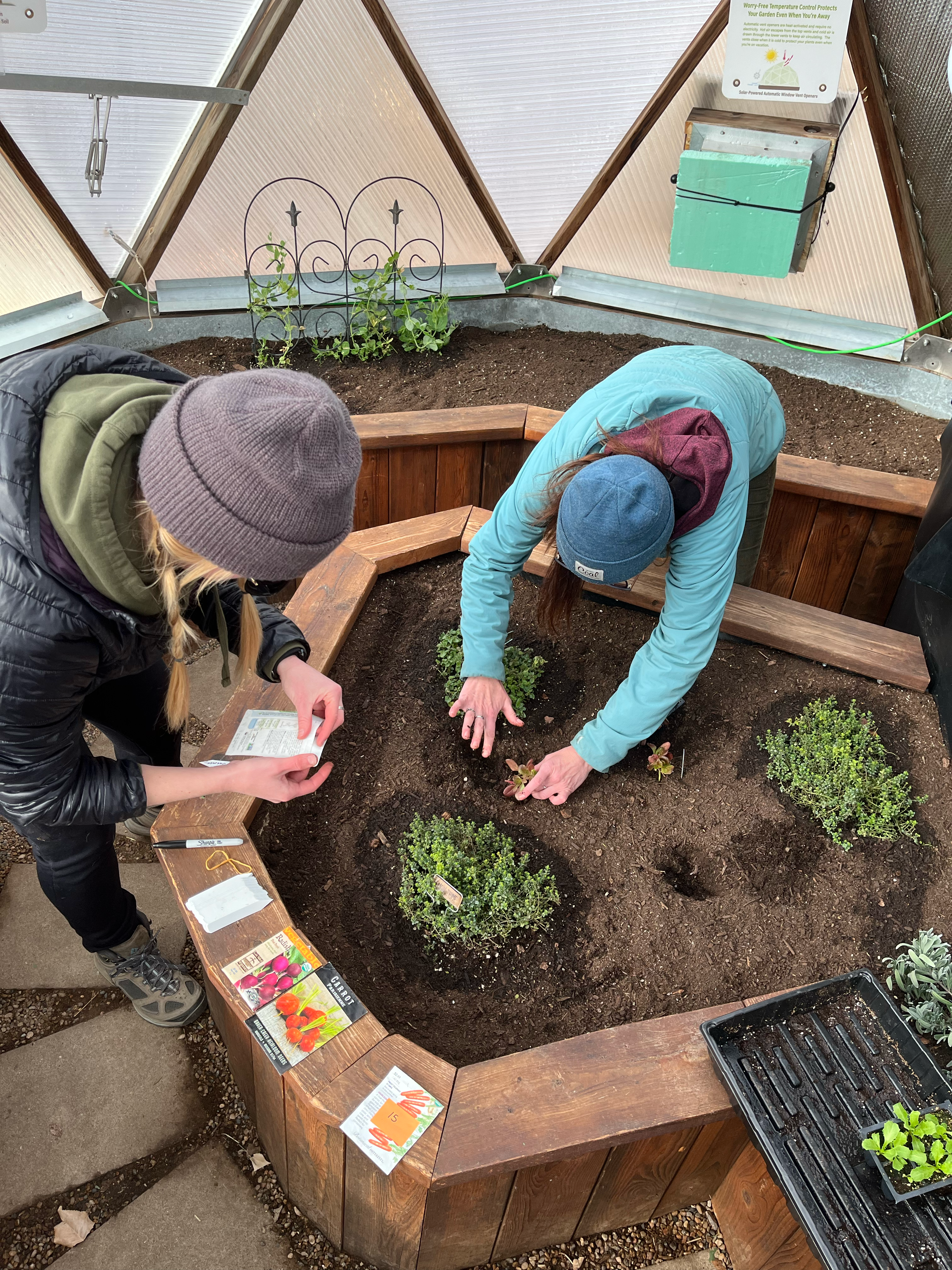 Two women direct sowing and transplanting seedlings in a greenhouse