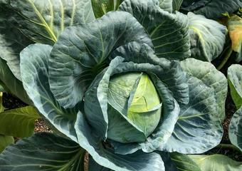 Cabbage