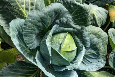 Cabbage image