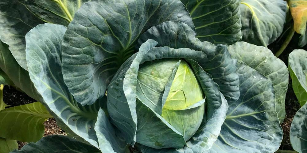 Cabbage